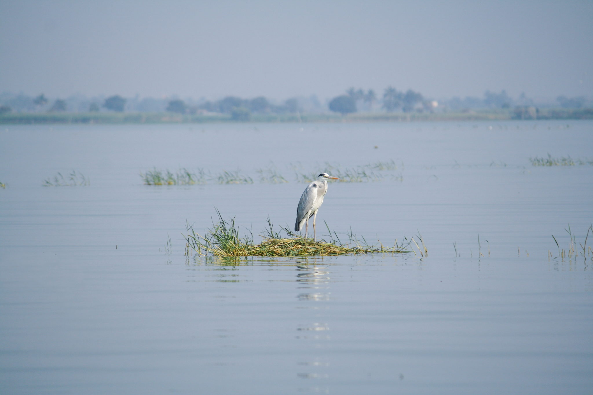 Birding at Bhigwan Bird Sanctuary | Bird Photography | Travel And Trekking