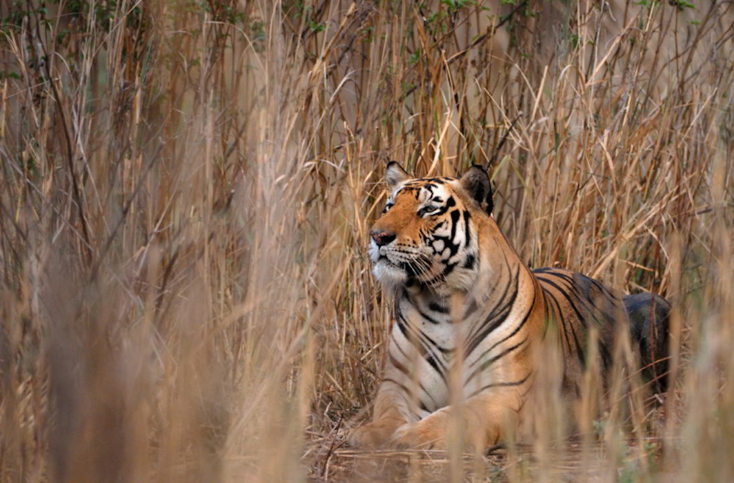 Tiger-in-Periyar
