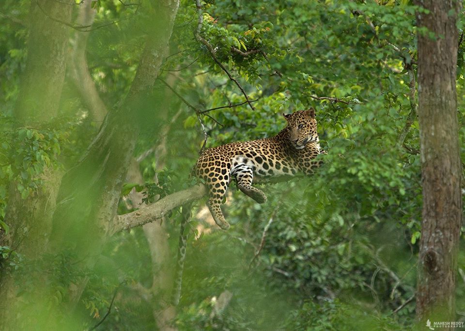 Kabini, leopard pics