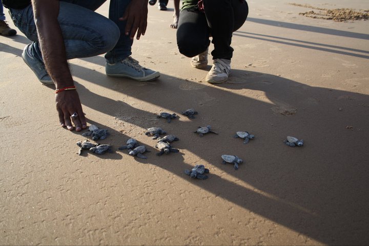 Olive Ridley Turtles